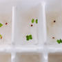 8-2.コットンパフに種まき　その後　フレンチサラダミックス　サラダ水菜