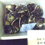 宇和島蒋淵産の岩牡蠣が入荷します
