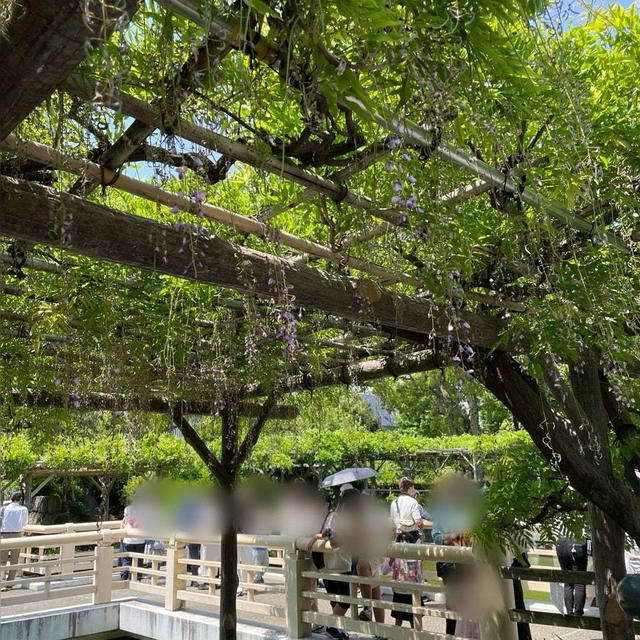 名残り藤