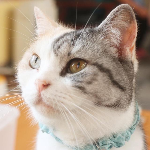 ネコ好きが怯える猫カフェ。