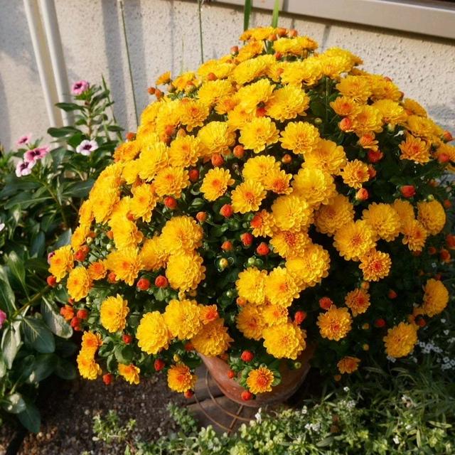 オレンジ色のポットマム#最近撮った写真は