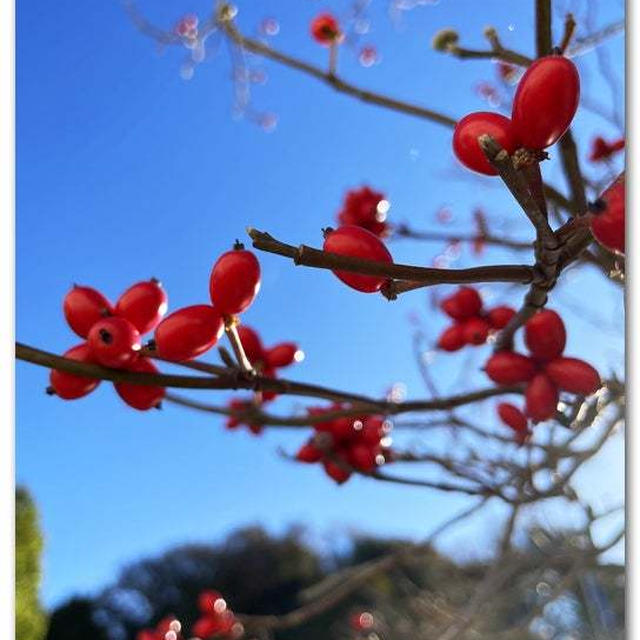 ことしもハナミズキの紅い実を