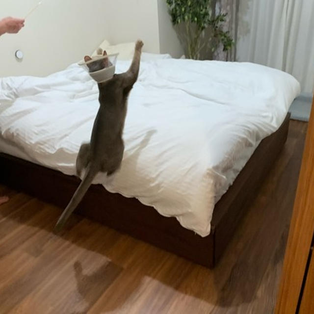 お布団の原っぱでウキウキ1人遊び♪