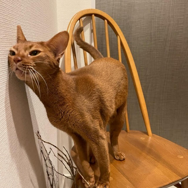 呼ばれたらすぐさま駆けつけて抱っこしなければならない…