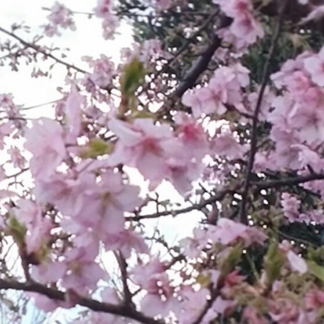 ☆早咲き桜☆
