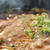 カレーが先か味噌が先か…カレー味噌煮込みうどん。