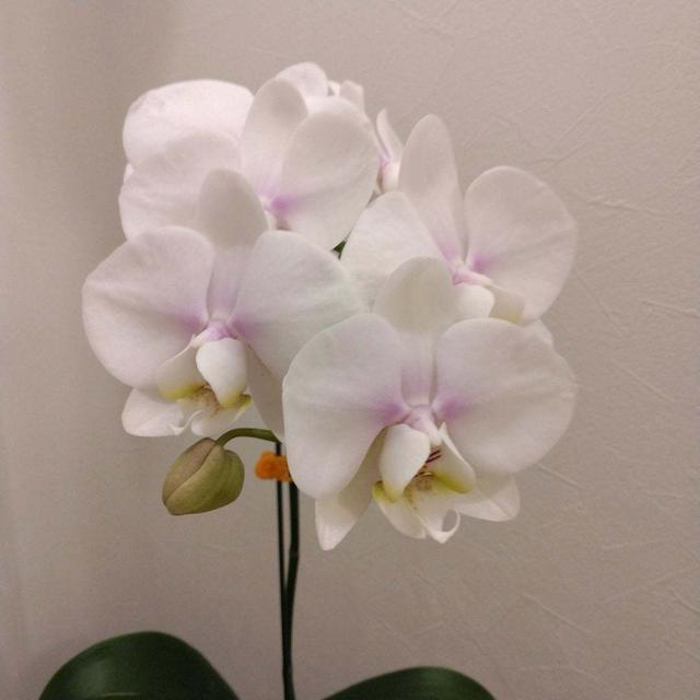 ミディ胡蝶蘭モニター開始！#最近撮った写真は