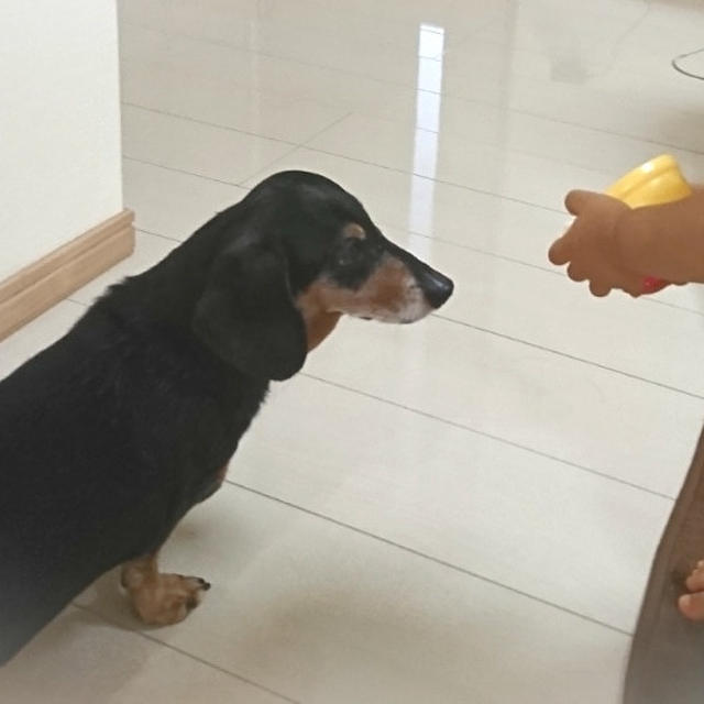 ＊愛犬と甥っ子＊