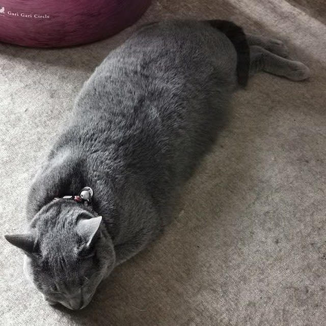 さくらの不調　その2