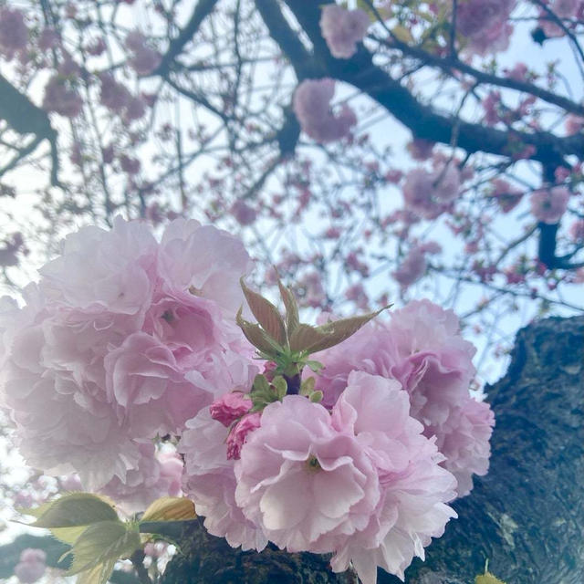 八重桜の朝♪