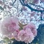 八重桜の朝♪