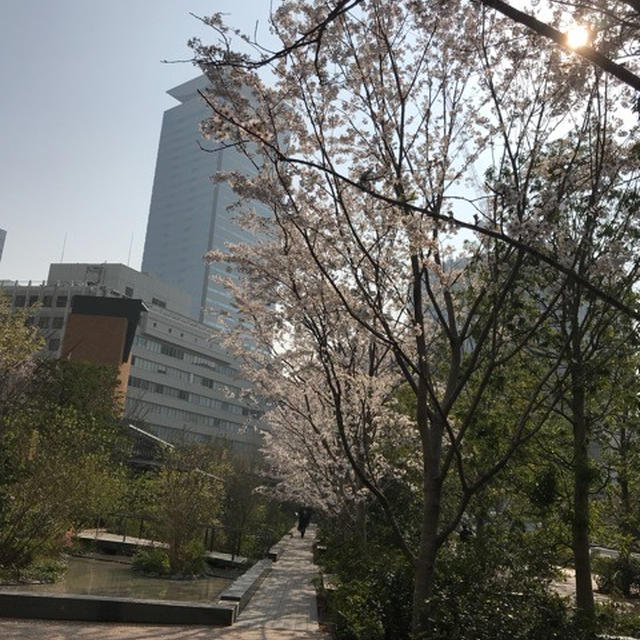 赤坂の桜