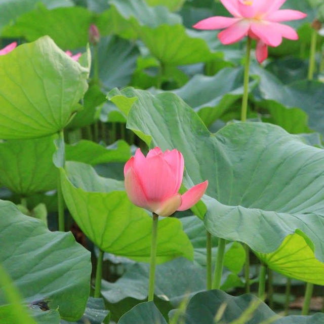 福島潟　自然学習の池の蓮はまだ綺麗でした。