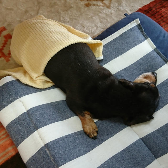 ＊うつ伏せ寝がお好き＊