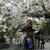 古都の桜散歩（１）
