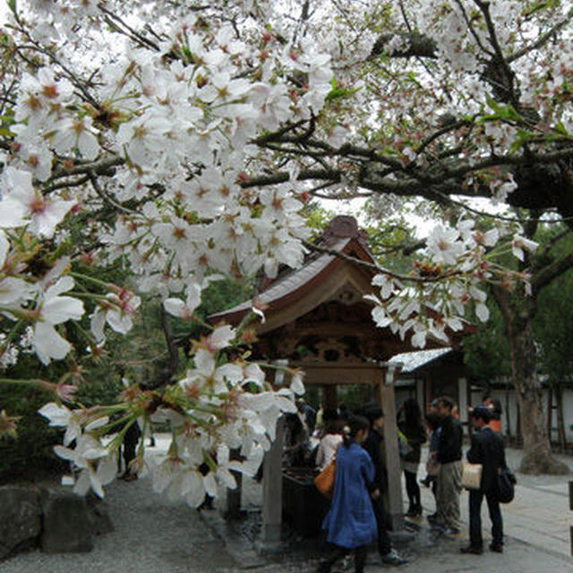 古都の桜散歩（１）