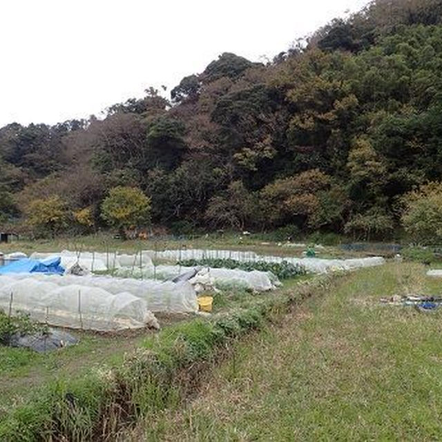 ハクサイ混植とキャベツ☆葉山農園（12月初旬）