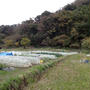 ハクサイ混植とキャベツ☆葉山農園（12月初旬）