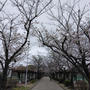 桜の公園、昨日の散歩#お花見の風景
