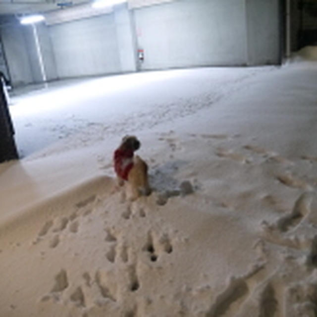 羽生結弦君金メダルおめでとうございます！＆神奈川大雪で完全マヒです