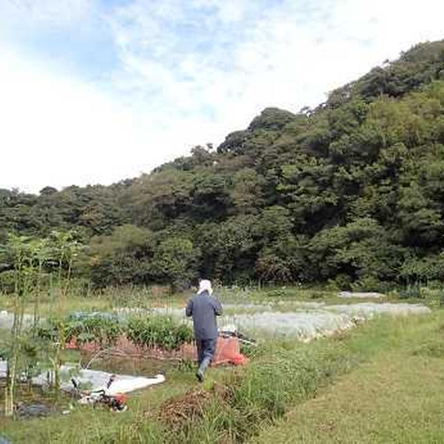 ハクサイの追肥時期☆葉山農園（10月中旬）