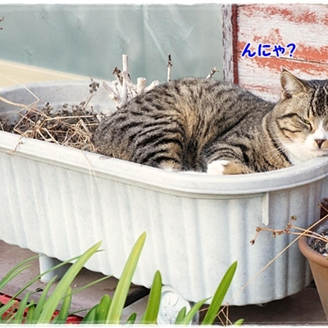 ツナ入りスパムロール
