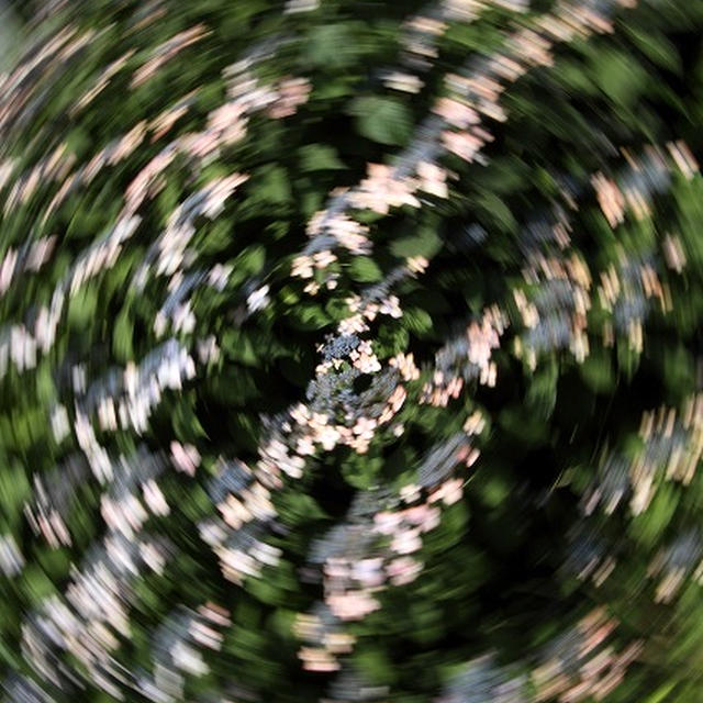 紫陽花の軌跡？