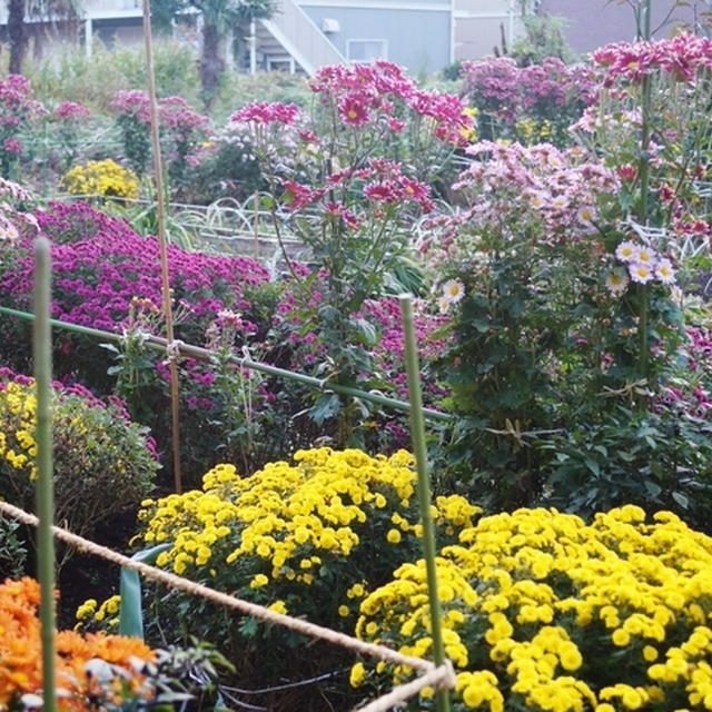 【我が家の園芸１１月　菊の花が満開の時期を迎えました＾＾】画像天こ盛りで＞。！
