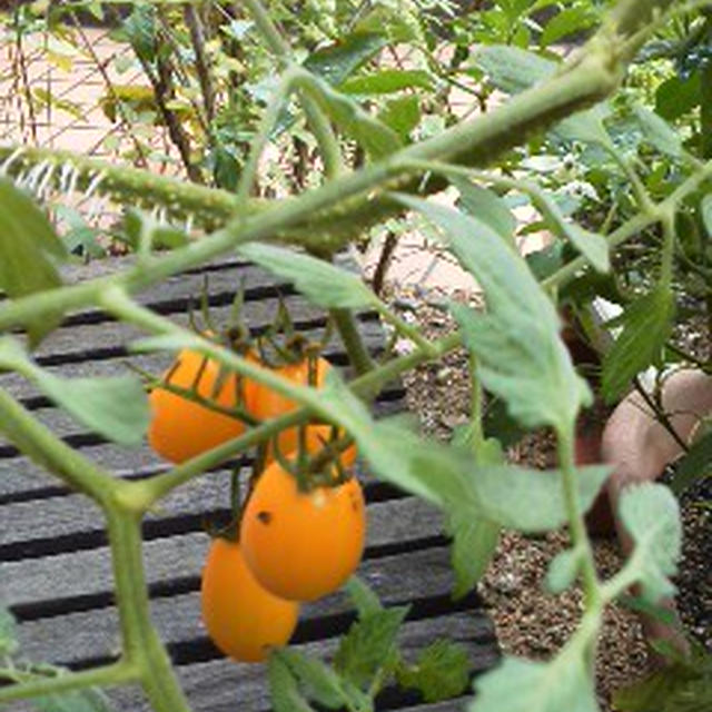 我が家の今年の夏野菜