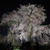 桜の真打ち？！円山公園の夜桜です！