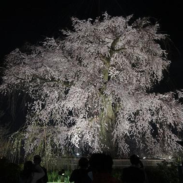桜の真打ち？！円山公園の夜桜です！