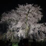 桜の真打ち？！円山公園の夜桜です！