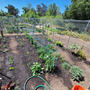 サンノゼ（アメリカ　カリフォルニア州）のコミュニティガーテンで野菜栽培・家庭菜園開始 その⑧　ホースの修理と追加の苗植え付け