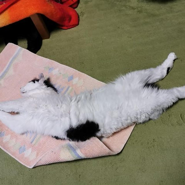ふみもみタオル