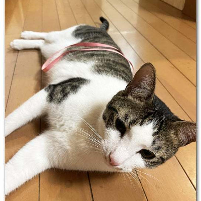 リボンとてん