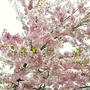 新潟県新発田市「大峰山」の山桜♪