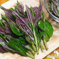 独特風味のネバネバ野菜　美しい赤紫色の金時草 | 加賀野菜