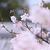 神代曙 桜