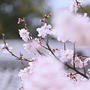 神代曙 桜