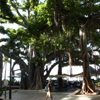 ハワイ旅行　～食事編　３日目～