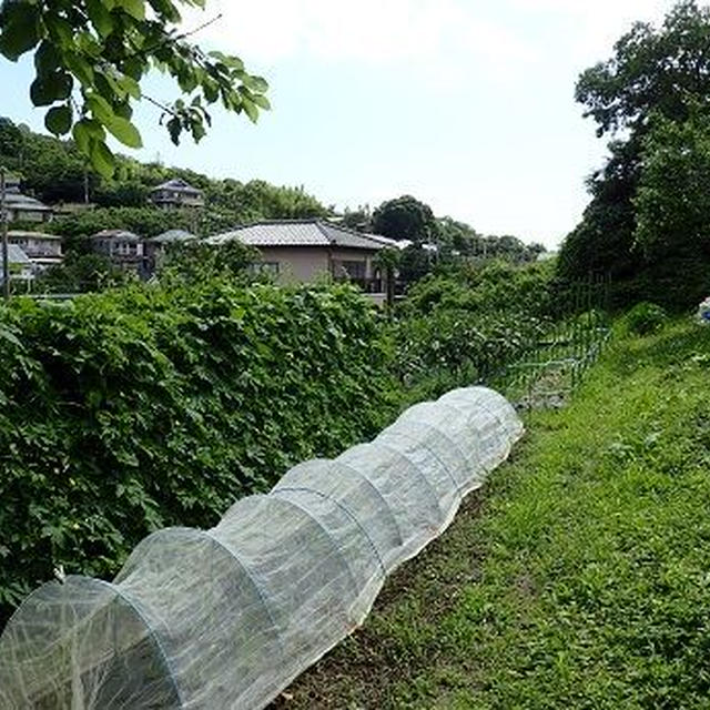 カボチャ日除け帽子☆葉山野菜栽培記（7月初旬）