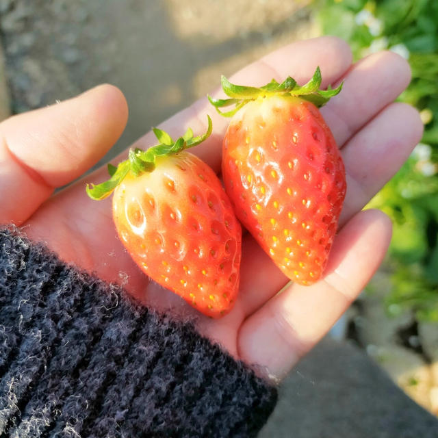 いちご狩り中に色々妄想(*´艸｀*)いちご狩りにおすすめな時間帯