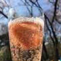 お花見
