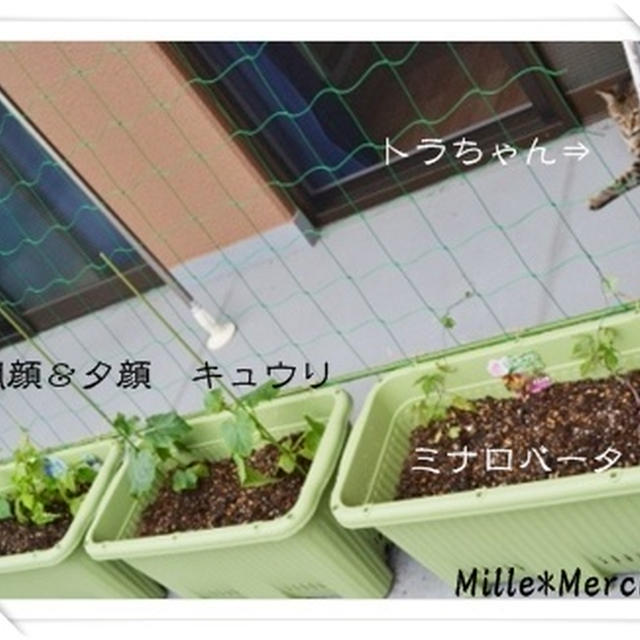 【観察日記】一番花が咲いたよ^^