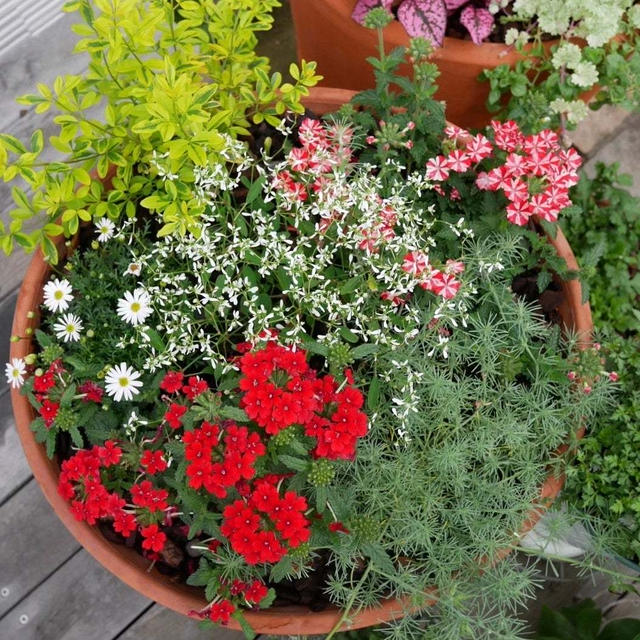 バーベナの寄せ植え#最近撮った写真は