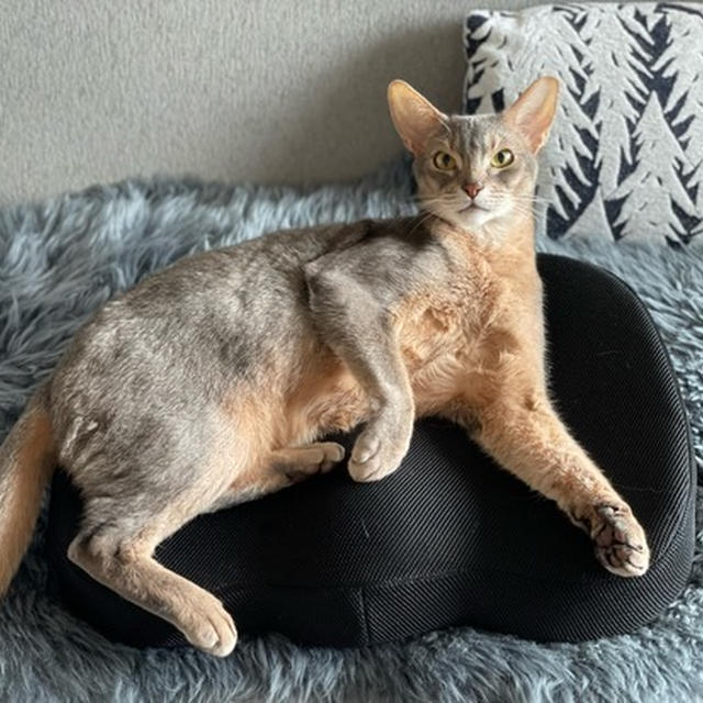 【PR】猫もお気に入り♪だんなさまの腰痛対策に、楽天1位 21冠獲得の「低反発クッション」
