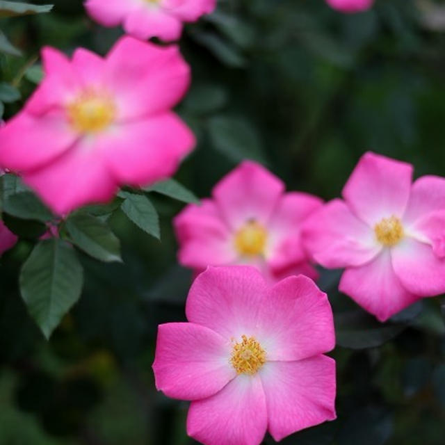 かわゆきお花で1回休み。