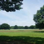 【昭和記念公園で紫陽花】