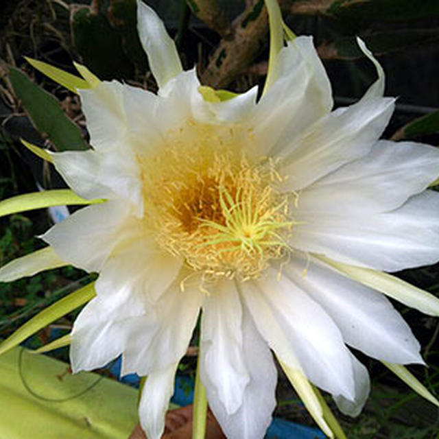 ドラゴンフルーツ開花中。