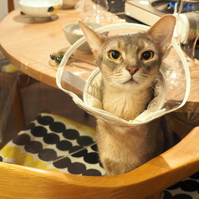 海鮮ちゃんこ鍋（丸テーブルの配置に苦しむ）ぼくちんは手で器を引き寄せる技を身につけた